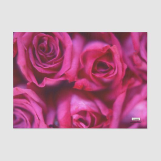 バラ 薄葉紙 (正面)