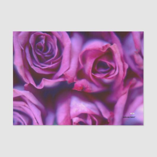 バラ 薄葉紙 (正面)