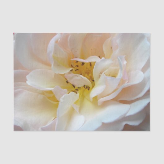 バラ 薄葉紙 (正面)