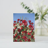 バラ – 赤 ポストカード (スタンド正面)