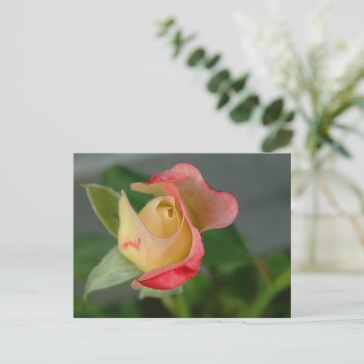 バラ(2) ポストカード (スタンド正面)