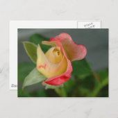 バラ(2) ポストカード (正面/裏面)