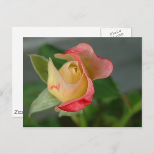 バラ(2) ポストカード (正面/裏面)