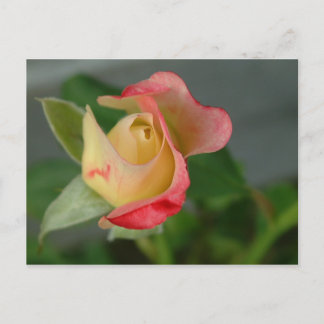 バラ(2) ポストカード
