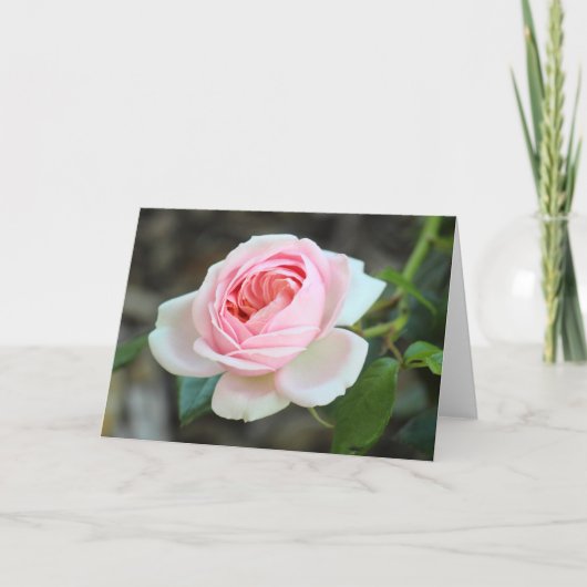 バラ「Joie de Vivre」、ロアースパーク、カーディフ カード (正面)