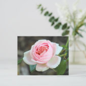 バラ「Joie de Vivre」、ロアースパーク、カーディフ ポストカード (スタンド正面)