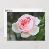 バラ「Joie de Vivre」、ロアースパーク、カーディフ ポストカード (正面/裏面)