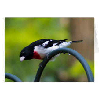 バラbreastedのGrosbeak