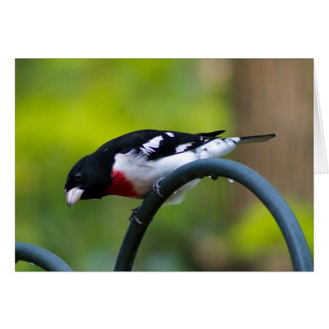 バラbreastedのGrosbeak (正面横)
