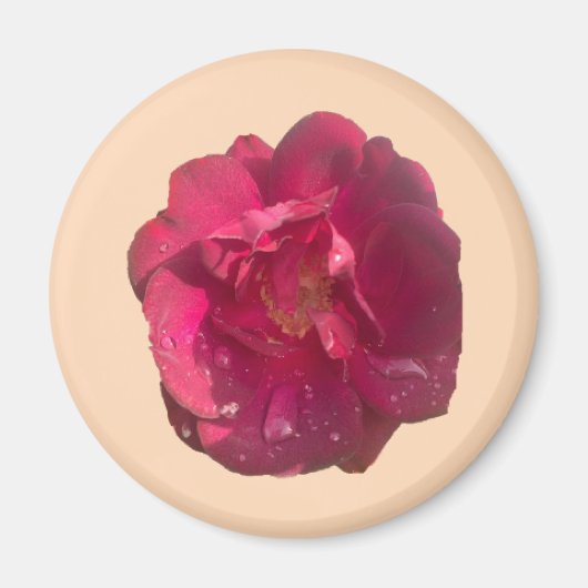 バラD マグネット (正面)