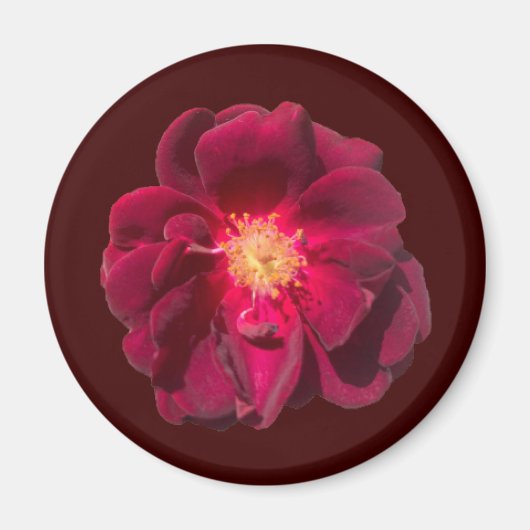 バラH マグネット (正面)