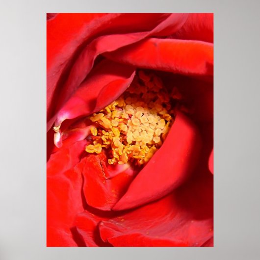 バラmf ポスター (正面)