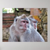 バリのマカク ポスター (正面)