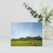 バリの田んぼ ポストカード (スタンド正面)