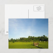 バリの田んぼ ポストカード (正面/裏面)