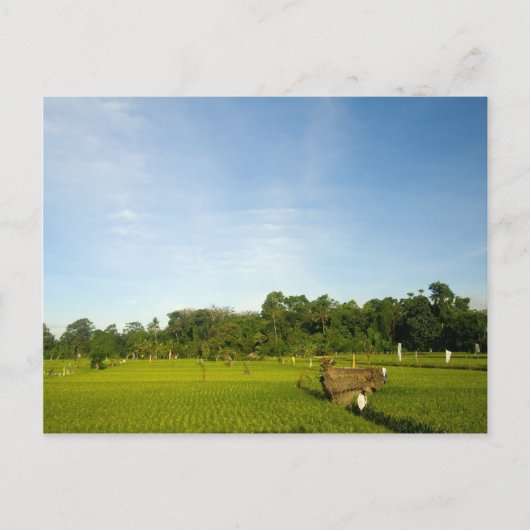 バリの田んぼ ポストカード (正面)