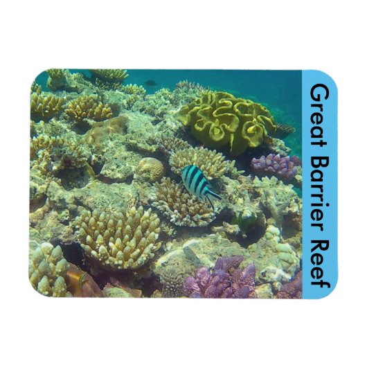 バリアリーフサンゴ マグネット (横)