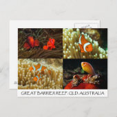 バリアリーフ素晴らしはがき上の道化魚 ポストカード (正面/裏面)