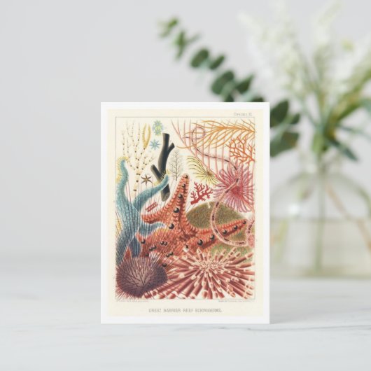 バリアリーフ素晴らしエキノデルムスヴィンテージポストカード ポストカード (スタンド正面)