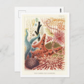 バリアリーフ素晴らしエキノデルムスヴィンテージポストカード ポストカード (正面/裏面)