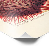 バリアリーフ素晴らしエキノデルム フォトプリント            (角)