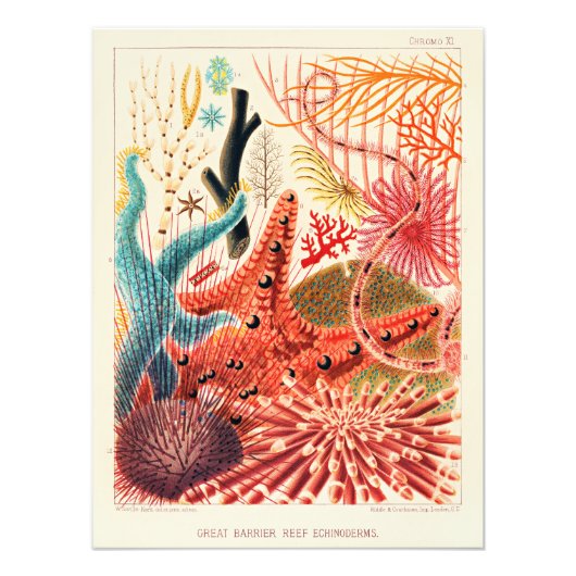 バリアリーフ素晴らしエキノデルム フォトプリント            (正面)