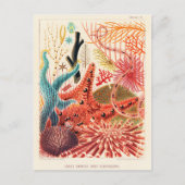 バリアリーフ素晴らしエキノデルム ポストカード (正面)