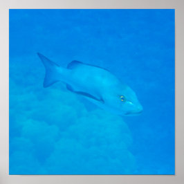 バリアリーフ素晴らしボハールスナッパーフィッシュ ポスター