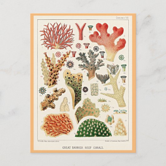 バリア素晴らしーリーフサンゴ ポストカード (正面)