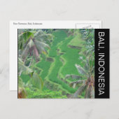 バリイステラス ポストカード (正面/裏面)