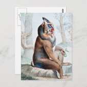 バリエーションバブーンヴィンテージアート ポストカード (正面/裏面)