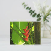 バリジエ（花） – マルティニークF.W.I. ポストカード (スタンド正面)