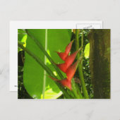 バリジエ（花） – マルティニークF.W.I. ポストカード (正面/裏面)