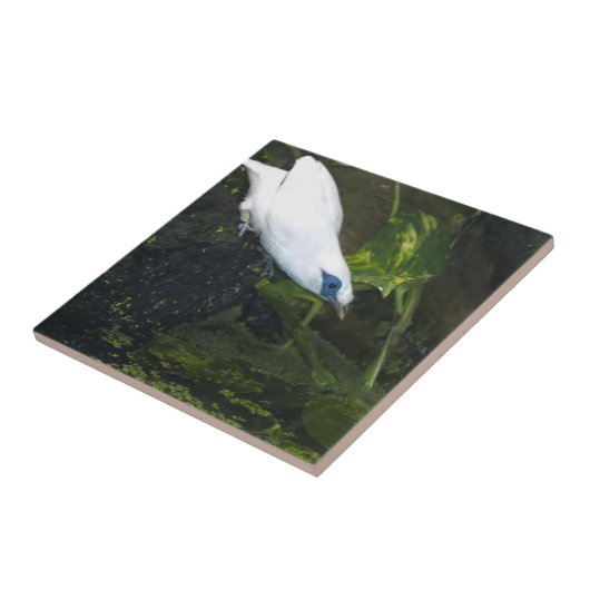 バリミナ タイル (側面)