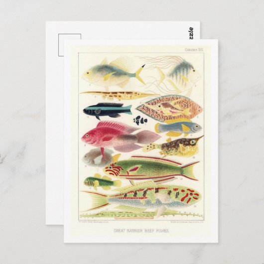 バリヤ素晴らしリーフフィッシュヴィンテージはがき ポストカード (正面/裏面)