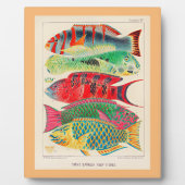 バリヤ素晴らしリーフフィッシュ フォトプラーク (正面)