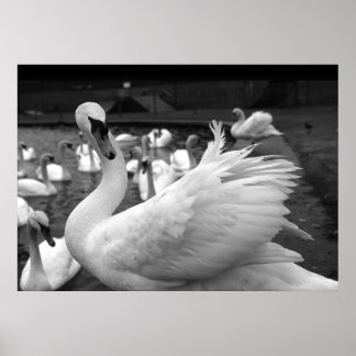 バリー島の公園で白鳥 ポスター