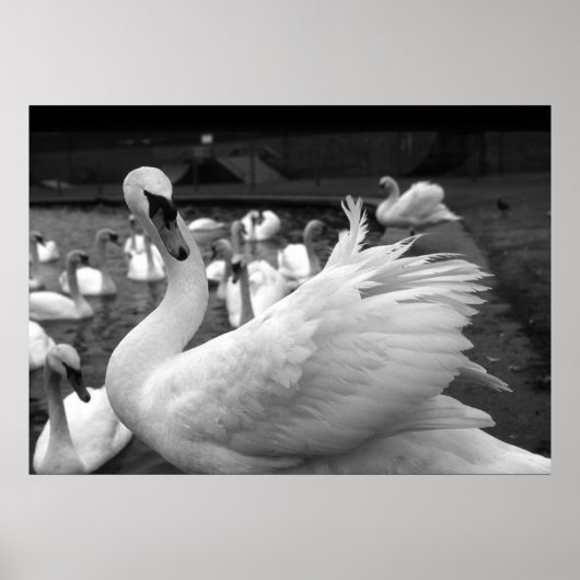 バリー島の公園で白鳥 ポスター (正面)