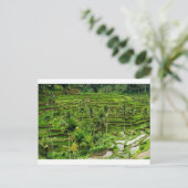 バリ島のライステラス ポストカード (スタンド正面)