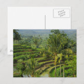 バリ島の台地Ricefield ポストカード (正面/裏面)