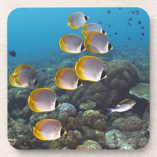 バリ島、インドネシア コースター (正面)