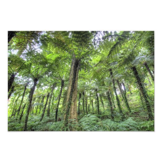 バリ植物園の植生の眺め、 フォトプリント            (正面)