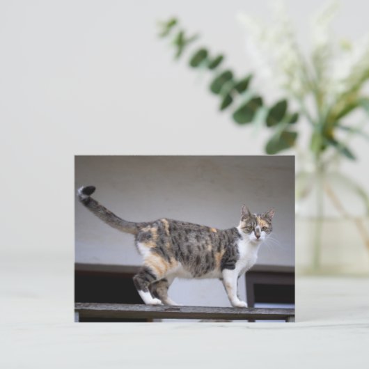 バルコニーにいる三毛猫 ポストカード (スタンド正面)