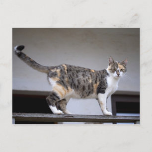バルコニーにいる三毛猫 ポストカード