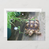 バルコニーの花に浮かぶスリ食べカタガメ ポストカード (正面/裏面)