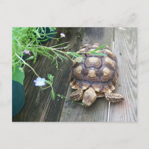バルコニーの花に浮かぶスリ食べカタガメ ポストカード