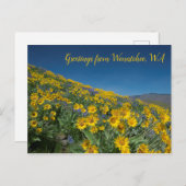 バルサムルート開花アットセージ・ヒルズWenatchee, WA ポストカード (正面/裏面)