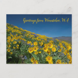 バルサムルート開花アットセージ・ヒルズWenatchee, WA ポストカード