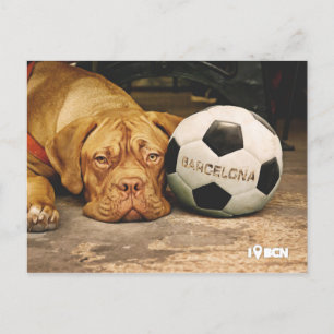 バルセロナのサッカー狂犬 ポストカード