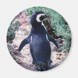 バルデス半島のマゼランペンギン - アルゼンチン マグネット
